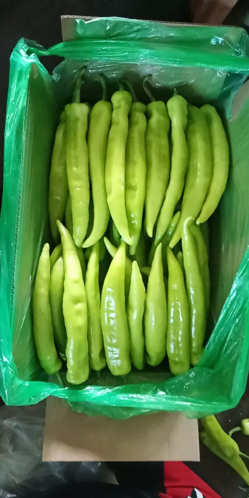 精品黄皮尖椒质优价廉货源充足暖棚产地直发现摘现卖