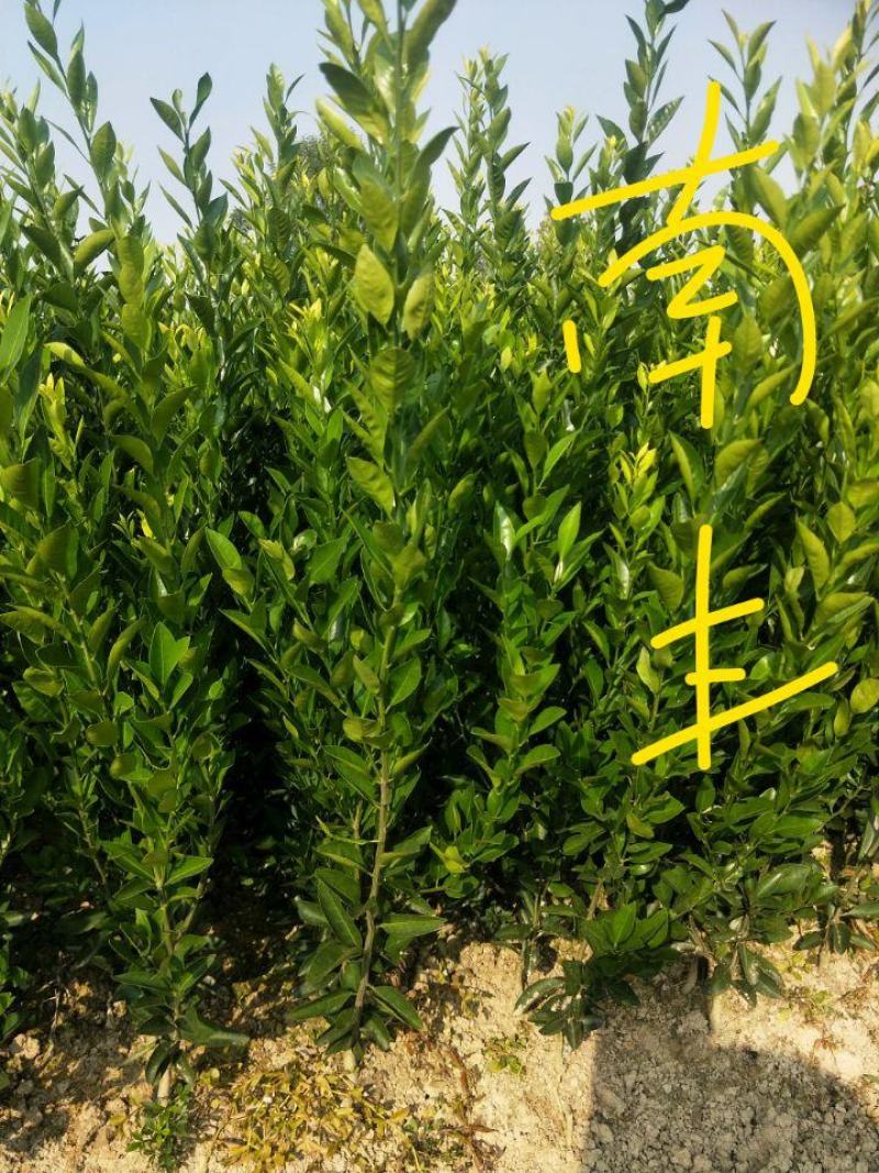 尖叶南丰蜜桔苗湖南益阳果苗甜蜜皮薄汁多的小蜜桔i