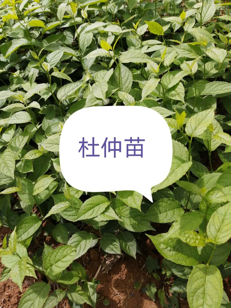 杜仲苗现货供应，欢迎前来选购