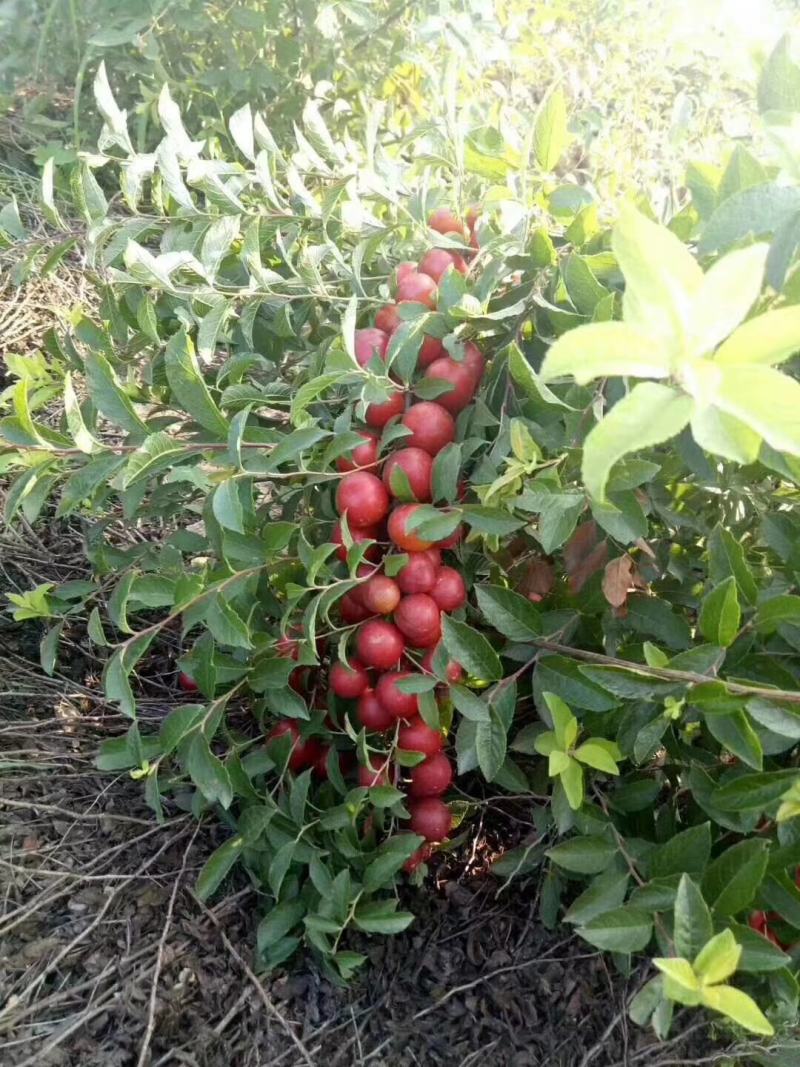 蜜甜黄钙果、蜜甜红钙果、钙果苗、基地直供、量大从优