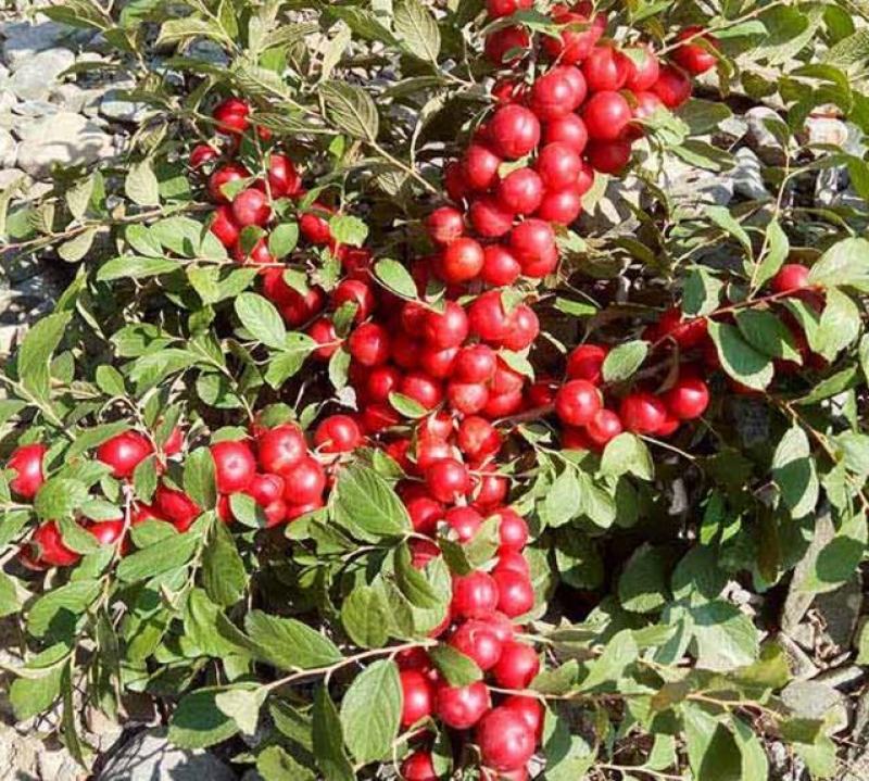 蜜甜黄钙果、蜜甜红钙果、钙果苗、基地直供、量大从优