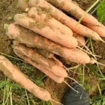 红萝卜，个头大，质量好，口感好吃，产地直销，大量有货，每