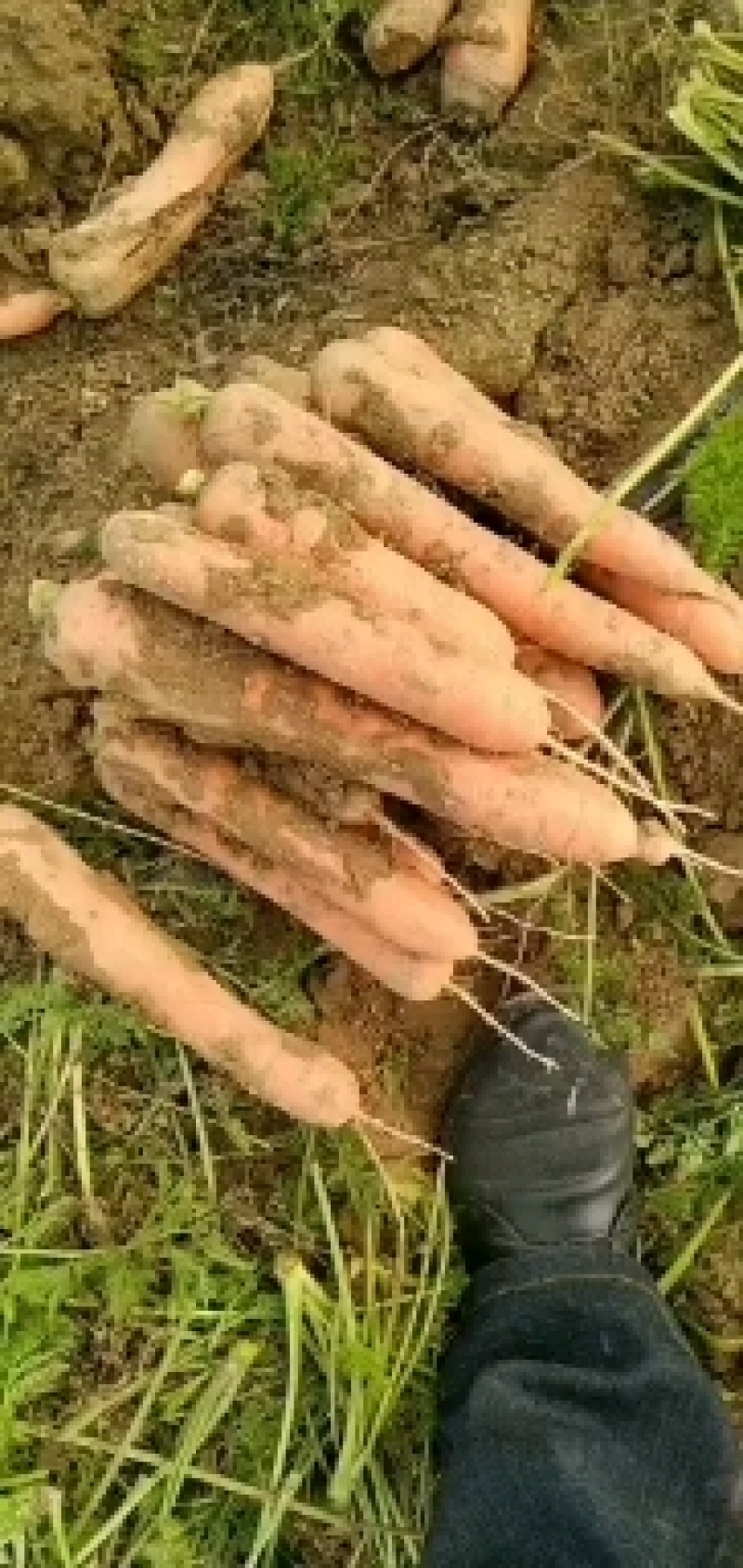 红萝卜，个头大，质量好，口感好吃，产地直销，大量有货，每