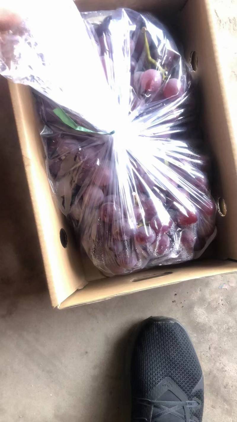 巨峰葡萄，甜，汁多，口感好吃，产地直销，大量有货，每天供