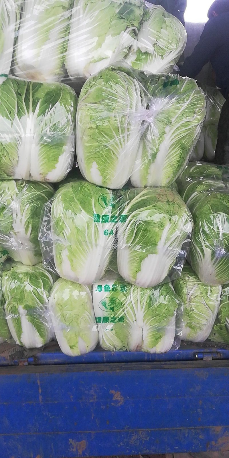 河南大白菜，青杂三号白菜产地直供货源充足代发全国