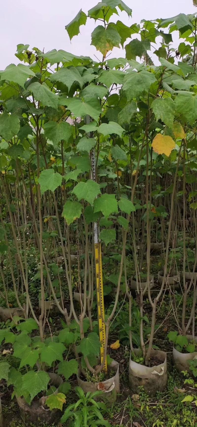 木芙蓉福建漳州木芙蓉绿化庭院设计基地直供大小规格袋苗