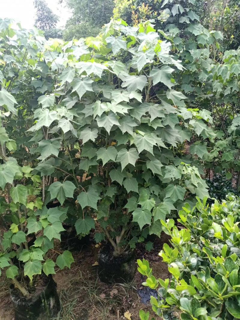 木芙蓉福建漳州木芙蓉绿化庭院设计基地直供大小规格袋苗