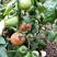 口感甜度超十三度硬果型草莓柿子苗大量上市了！