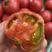 口感甜度超十三度硬果型草莓柿子苗大量上市了！