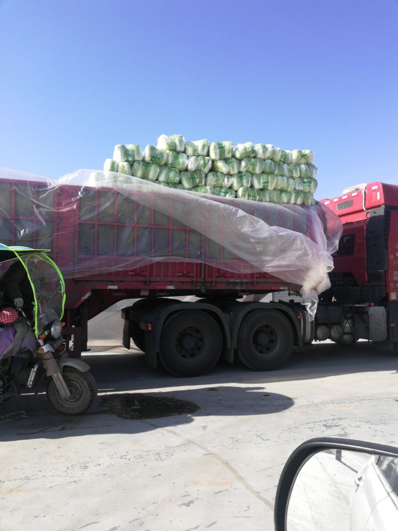 河南大白菜，青杂三号白菜产地直供货源充足代发全国