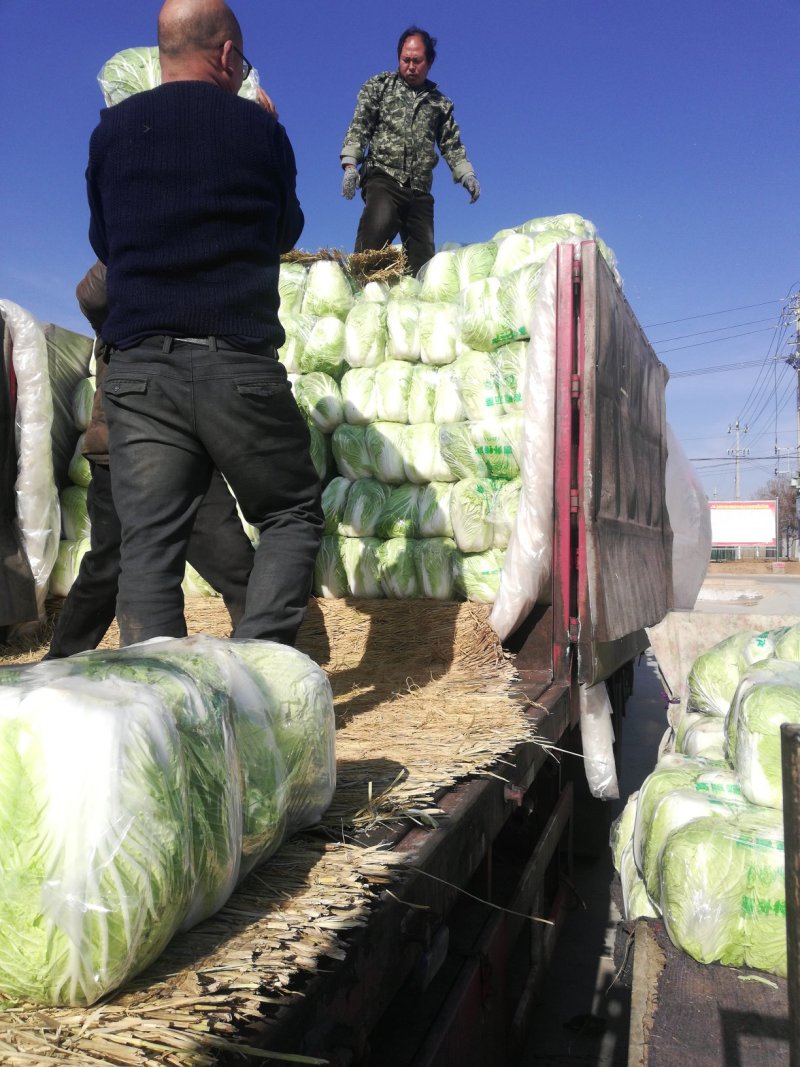河南大白菜，青杂三号白菜产地直供货源充足代发全国