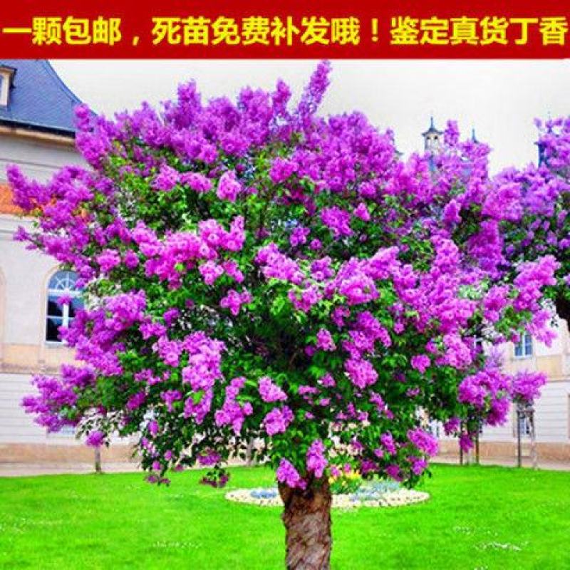 南方北方耐寒丁香花树苗紫丁香花苗盆栽地栽浓香开花绿植庭院