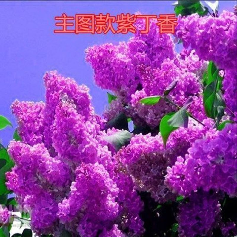 南方北方耐寒丁香花树苗紫丁香花苗盆栽地栽浓香开花绿植庭院