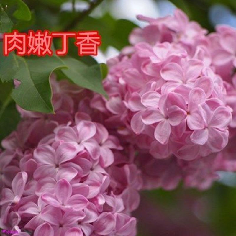 南方北方耐寒丁香花树苗紫丁香花苗盆栽地栽浓香开花绿植庭院