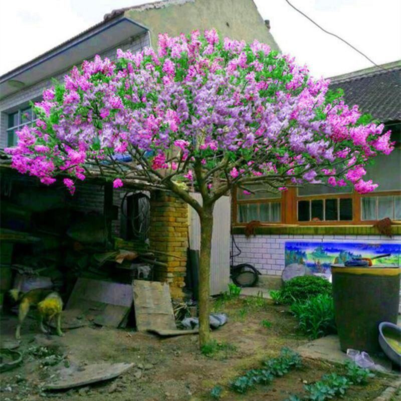 南方北方耐寒丁香花树苗紫丁香花苗盆栽地栽浓香开花绿植庭院