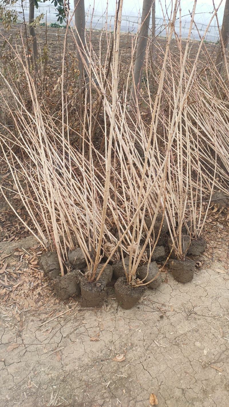 南方北方耐寒丁香花树苗紫丁香花苗盆栽地栽浓香开花绿植庭院