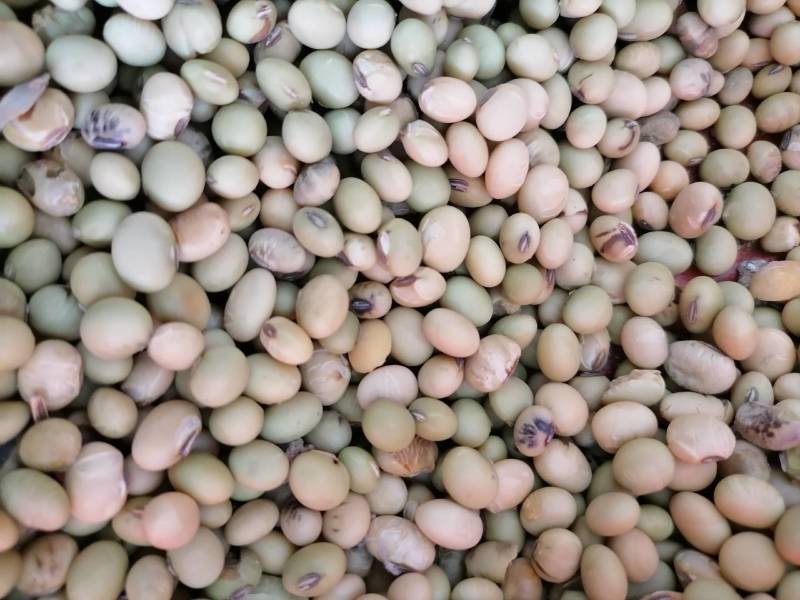 黄豆农家自产田埂老品种