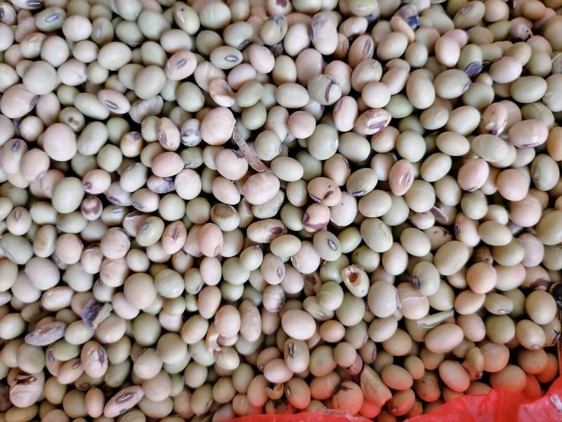 黄豆农家自产田埂老品种