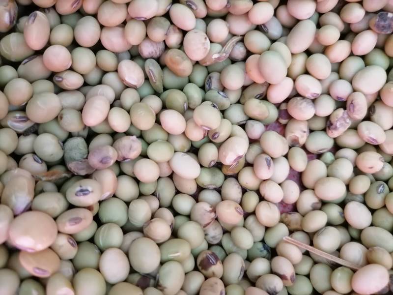 黄豆农家自产田埂老品种