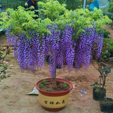 紫藤花树苗爬藤植物庭院围墙四季开花盆栽花苗绿植花卉