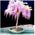 紫藤花树苗爬藤植物庭院围墙四季开花盆栽花苗绿植花卉