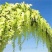 紫藤花树苗爬藤植物庭院围墙四季开花盆栽花苗绿植花卉