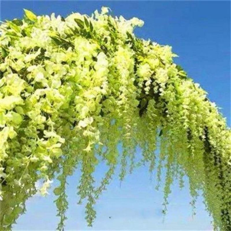 紫藤花树苗爬藤植物庭院围墙四季开花盆栽花苗绿植花卉