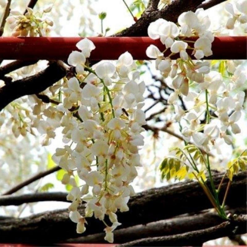紫藤花树苗爬藤植物庭院围墙四季开花盆栽花苗绿植花卉
