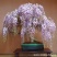 紫藤花树苗爬藤植物庭院围墙四季开花盆栽花苗绿植花卉