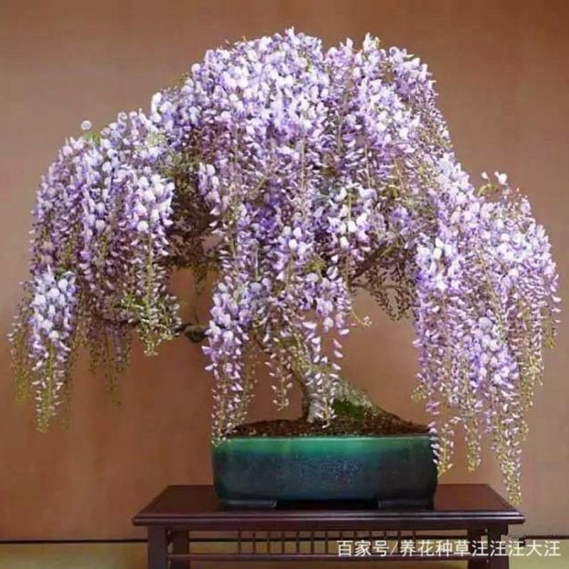 紫藤花树苗爬藤植物庭院围墙四季开花盆栽花苗绿植花卉