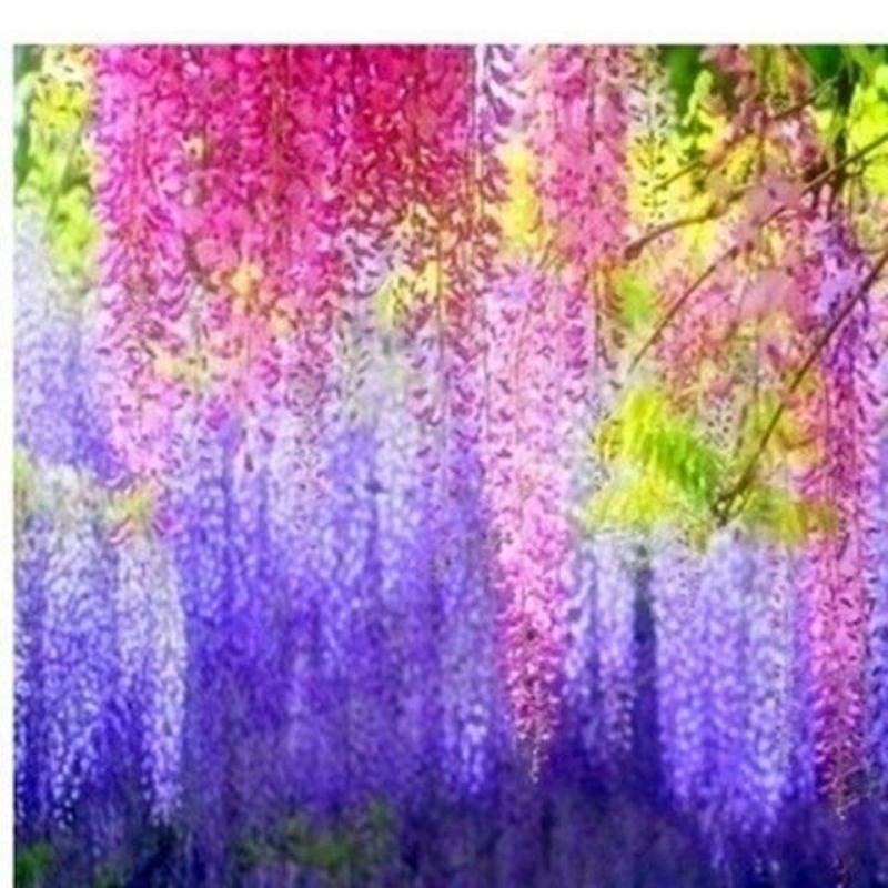 紫藤花树苗爬藤植物庭院围墙四季开花盆栽花苗绿植花卉