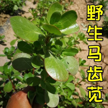 正宗野生食用马齿苋种子马芷苋籽太阳花野菜阳台田园盆栽蔬菜