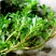 正宗野生食用马齿苋种子马芷苋籽太阳花野菜阳台田园盆栽蔬菜