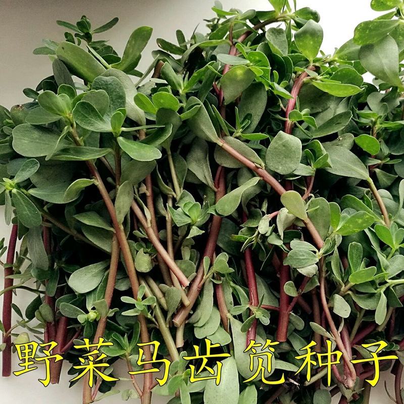 正宗野生食用马齿苋种子马芷苋籽太阳花野菜阳台田园盆栽蔬菜