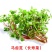 正宗野生食用马齿苋种子马芷苋籽太阳花野菜阳台田园盆栽蔬菜