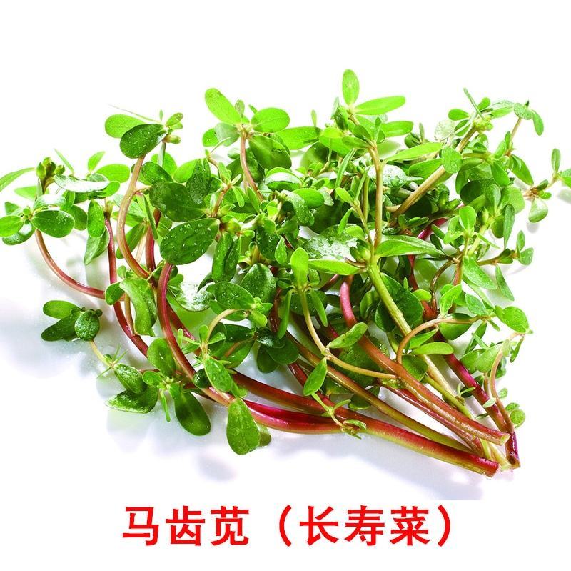 正宗野生食用马齿苋种子马芷苋籽太阳花野菜阳台田园盆栽蔬菜