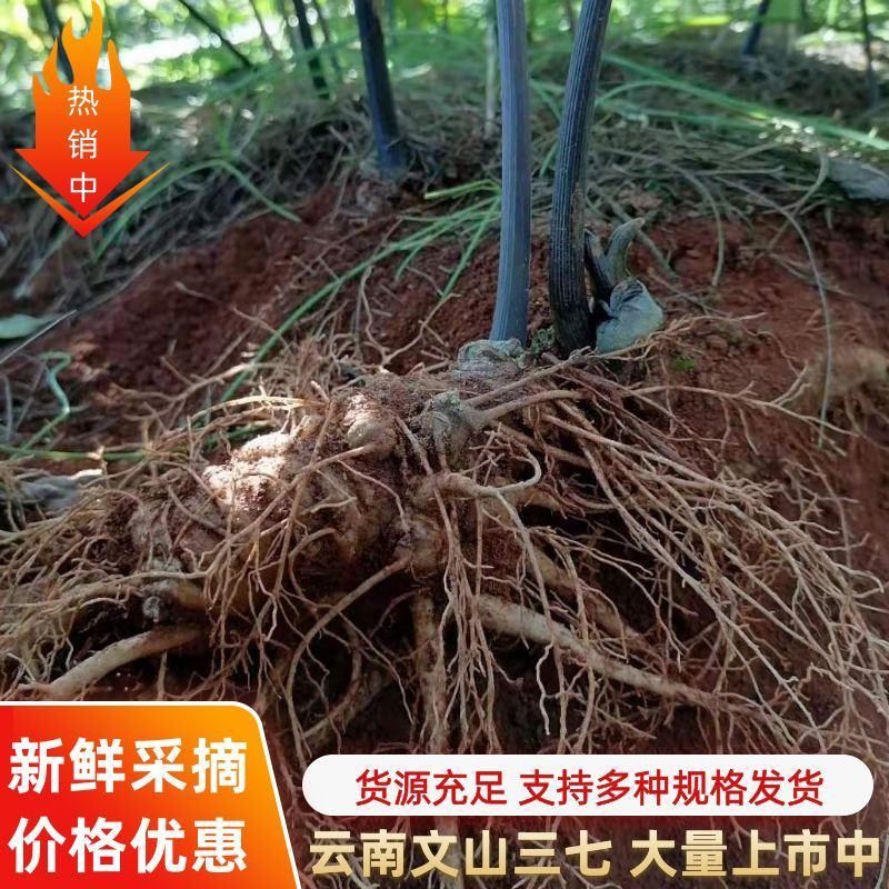 云南文山三七产地直挖货源充足支持一件代发欢迎来电咨询