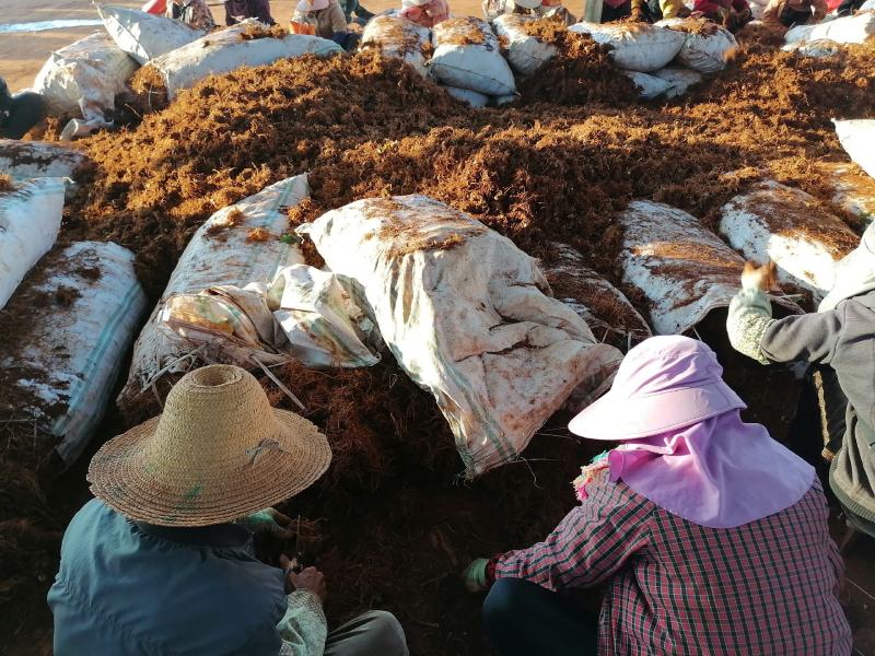 云南文山三七产地直挖货源充足支持一件代发欢迎来电咨询
