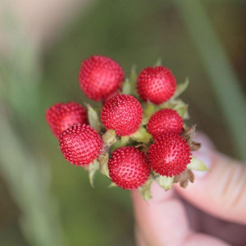 蛇莓种子野生草莓多年生地被花籽草坪点缀庭院盆栽花种子