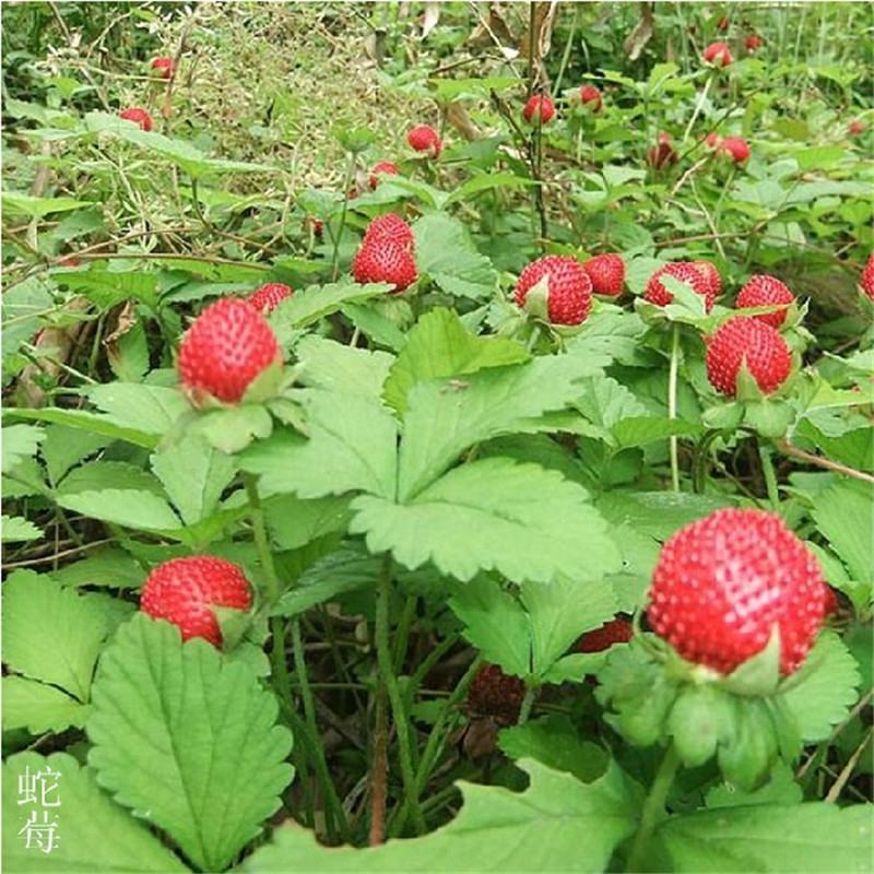 蛇莓种子野生草莓多年生地被花籽草坪点缀庭院盆栽花种子