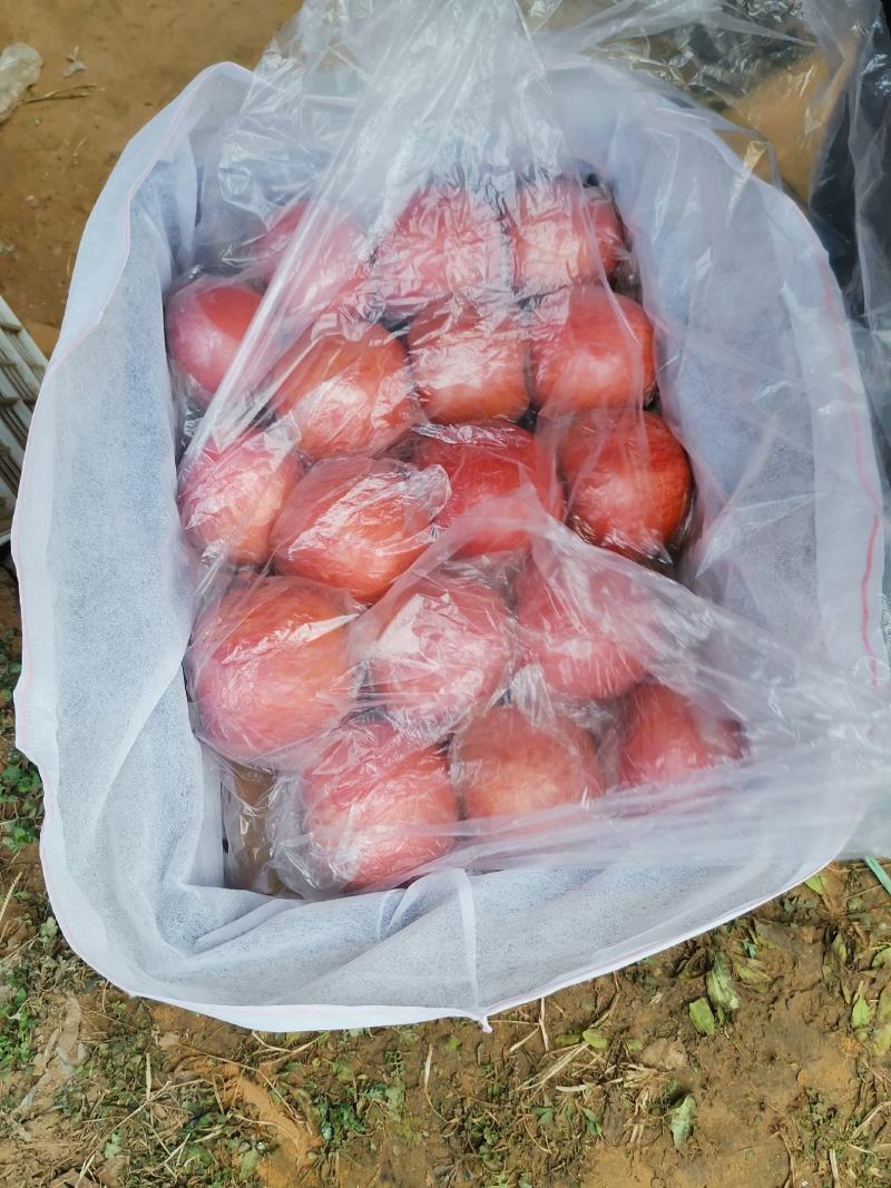 高原纸加膜红富士苹果，货源充足，有冷库框装货，也有袋装货