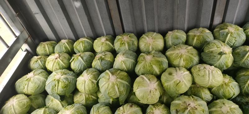 贵州莲花白，包菜，甘蓝，质量漂亮
