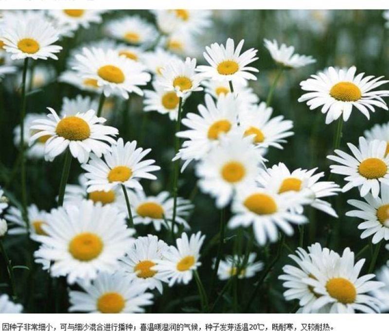 洋甘菊种子花海花草易种庭院室内阳台种盆栽花卉