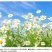 洋甘菊种子花海花草易种庭院室内阳台种盆栽花卉