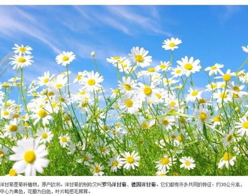 洋甘菊种子花海花草易种庭院室内阳台种盆栽花卉