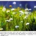 洋甘菊种子花海花草易种庭院室内阳台种盆栽花卉
