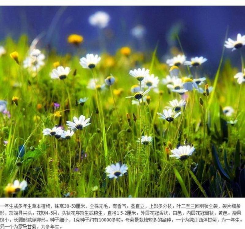 洋甘菊种子花海花草易种庭院室内阳台种盆栽花卉