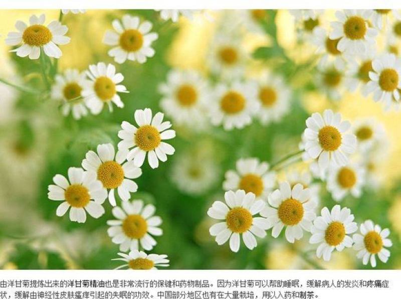 洋甘菊种子花海花草易种庭院室内阳台种盆栽花卉
