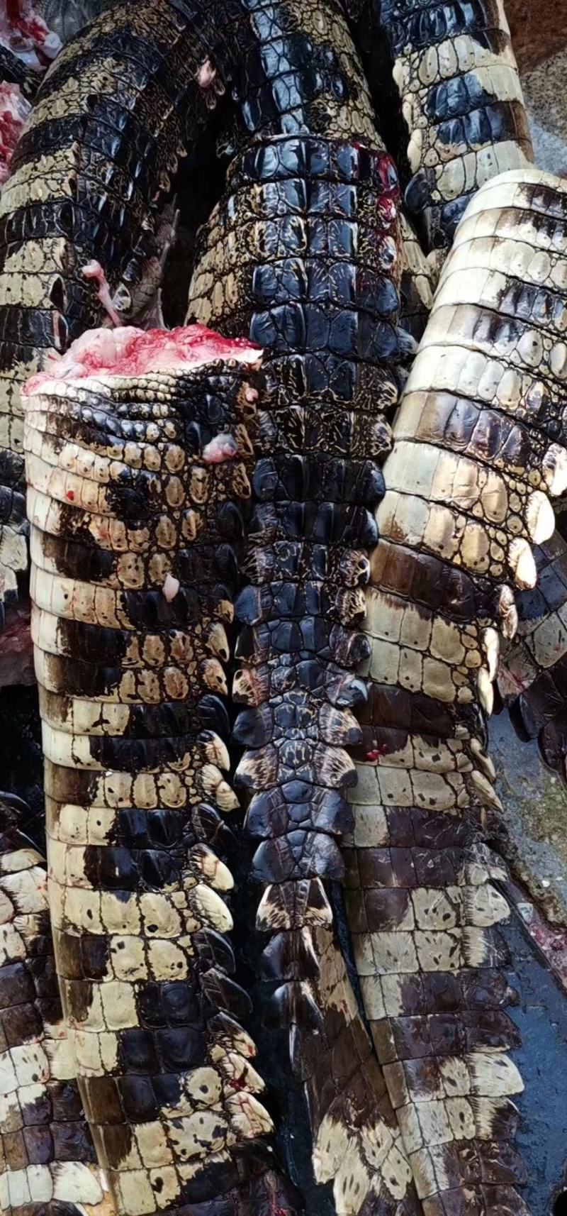 鳄鱼长期供应。尾巴，腿。无皮肉