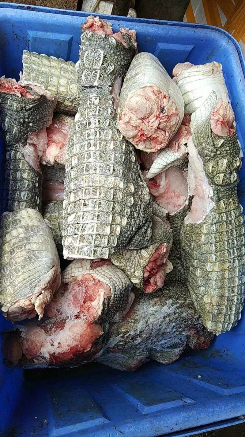 鳄鱼长期供应。尾巴，腿。无皮肉